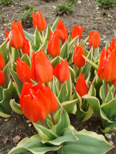 Tulipa botanique 'Praestans Unicum'